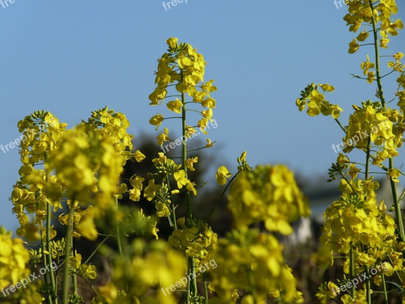 Mustard Plant Blossom Cultivation Yellow