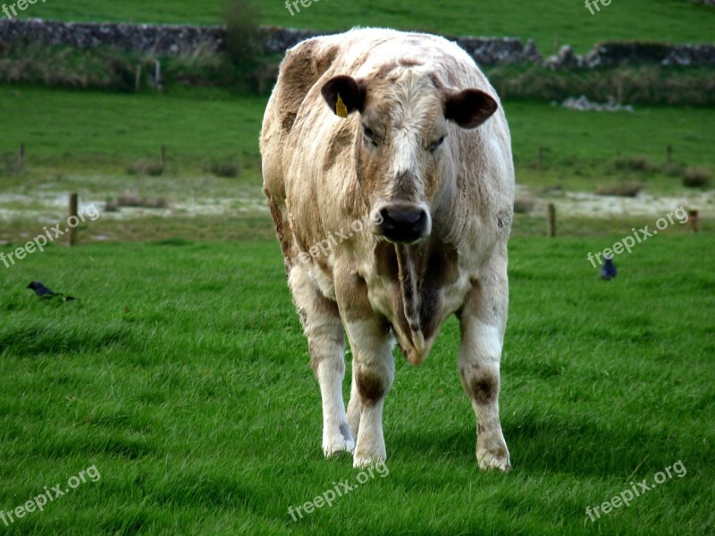 Cattle Animal Brown Happy Farming