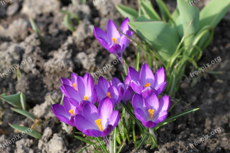 Saffron Krokus Flowers Plant Beauty