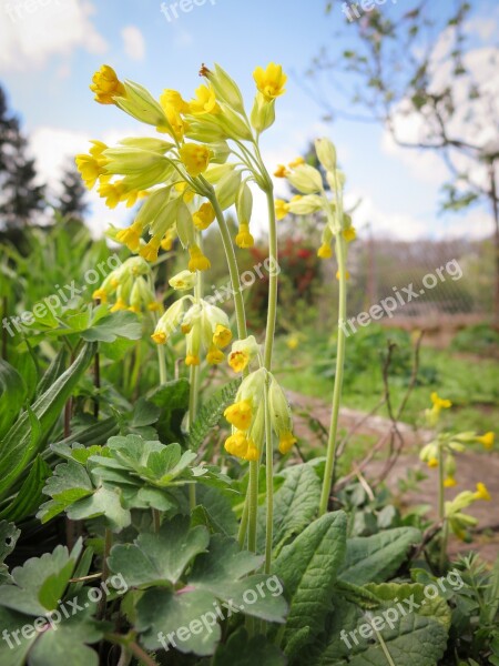 Cowslip Flowers Yellow Nature Plant