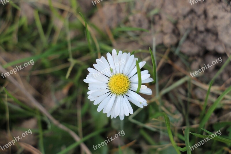 Daisy Yellow Green Insect Close Up