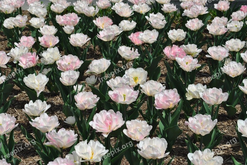 Tulips Flowers Perennial Spring Spring Blossom