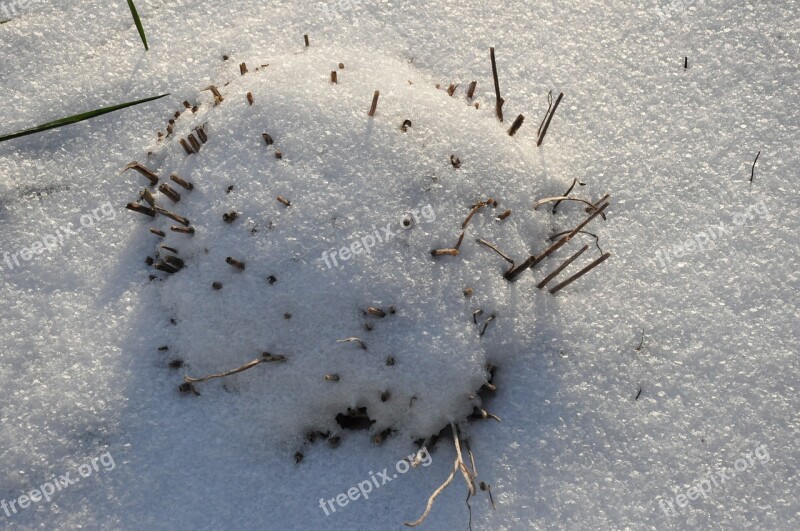 Snow Winter Plant White Nature