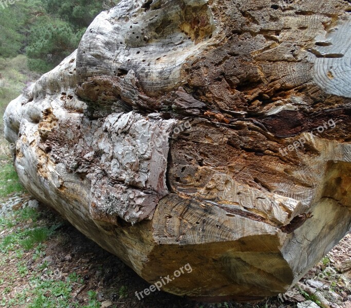 Wood Trunk Forest Autumn Vegetation