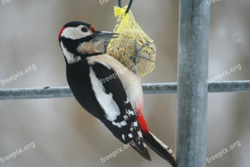 Great Spotted Woodpecker Animals Bird Woodpecker Feeding