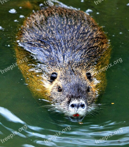 Nutria Rodent Coypu Free Photos