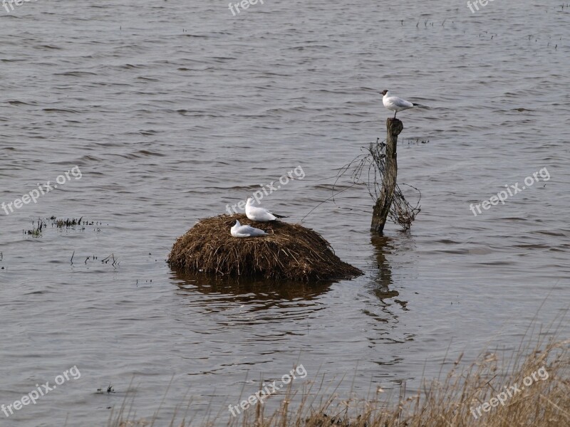 Gulls Bird's Nest Moevennest Wetlands Water