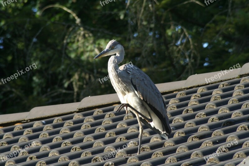 Heron Bird Free Photos