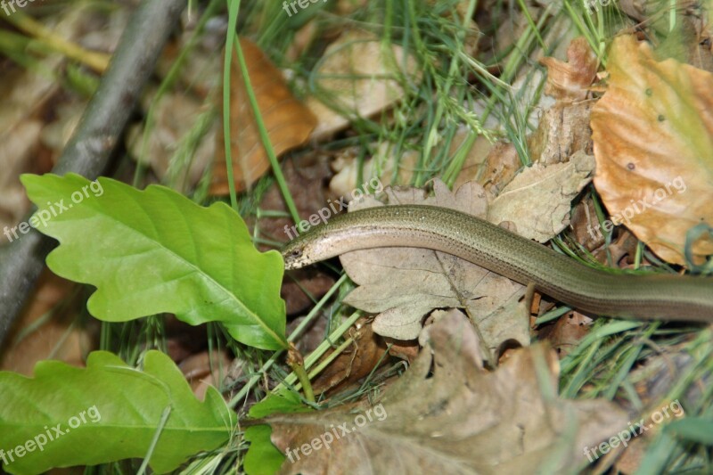 Slow Worm Snake Animal Oak Free Photos