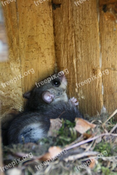 Edible Dormouse Rodent Nocturnal Cute Animal