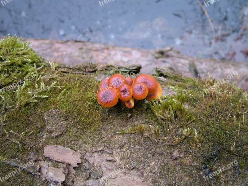 Mushroom Toadstools Fungi Fungus Mushrooms