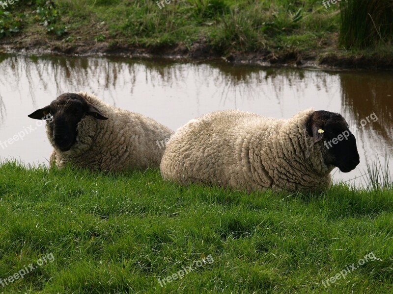 Sheep Dike Wool Rest Free Photos