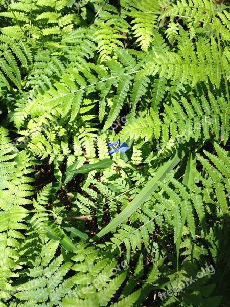 Fern Nature Spring Foliage Leaves