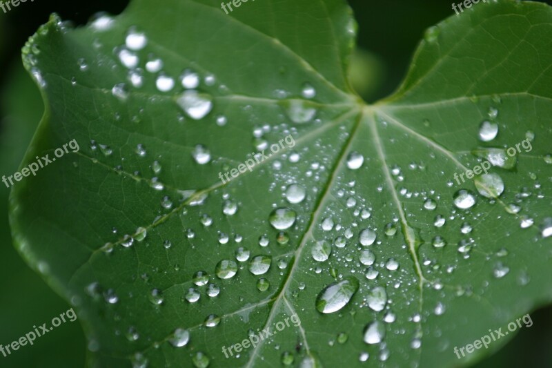 Leaf Green Nature Drops Of Water Free Photos