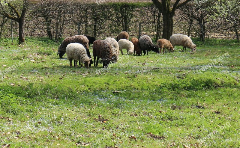 Sheep Meadow Pasture Idyll Community