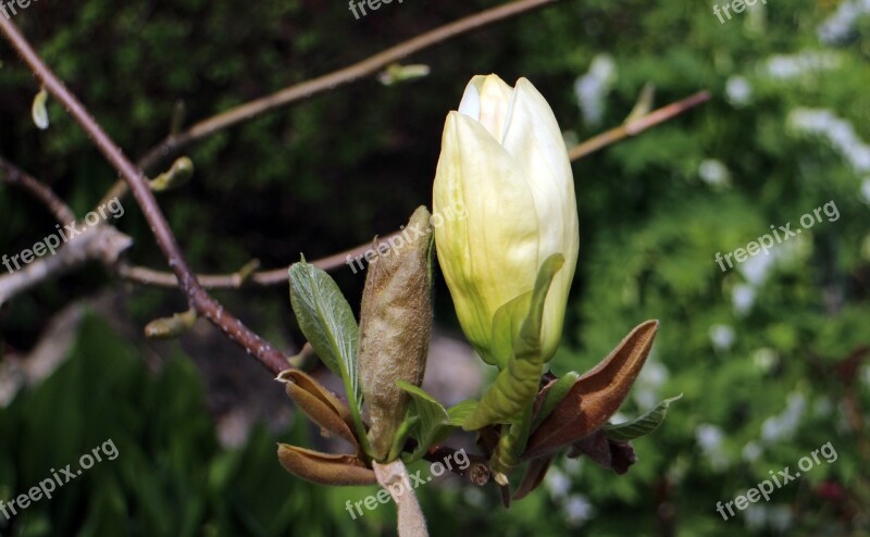 Bud Blossom Bloom Spring Tree