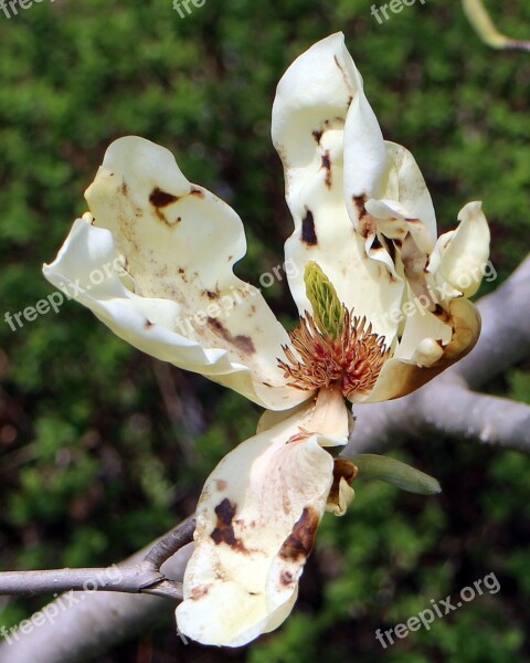 Blossom Bloom Tree Spring White Blossom