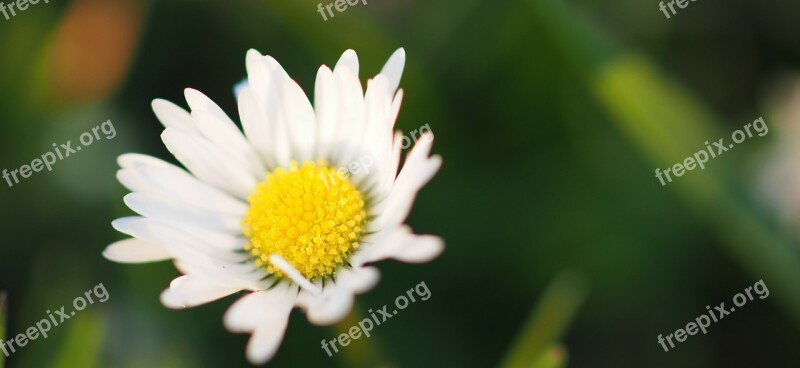 Daisy Flower Meadow Garden Nature