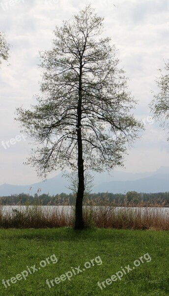 Tree Lakeside Bank Lake Spring