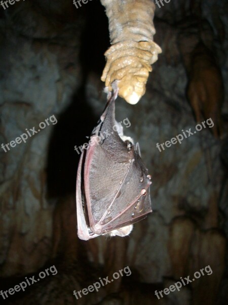 Bat Hibernation Cave Cave Formations Stalactites