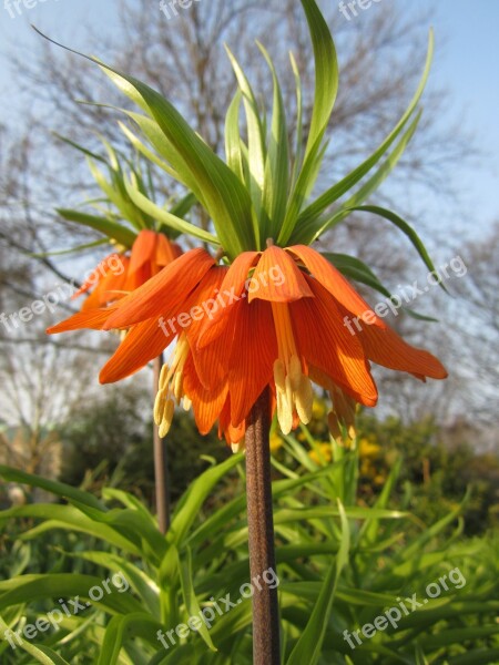 Imperial Crown Flower Orange Blossom Bloom