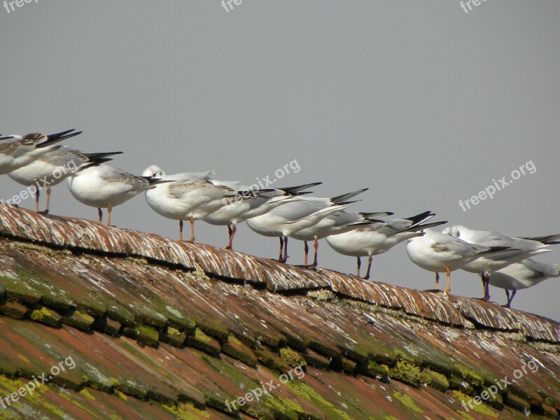 Gulls Roof Birds Sit Series