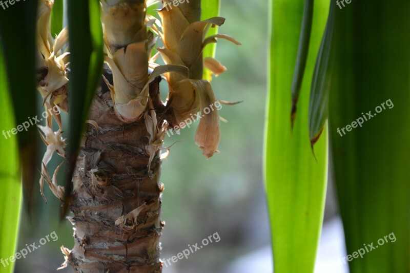 Plant Plants Leaf Beauty Green