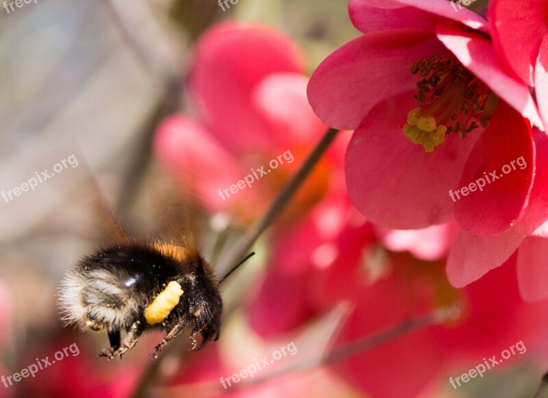 Hummel Flourished Insect Approach Nature