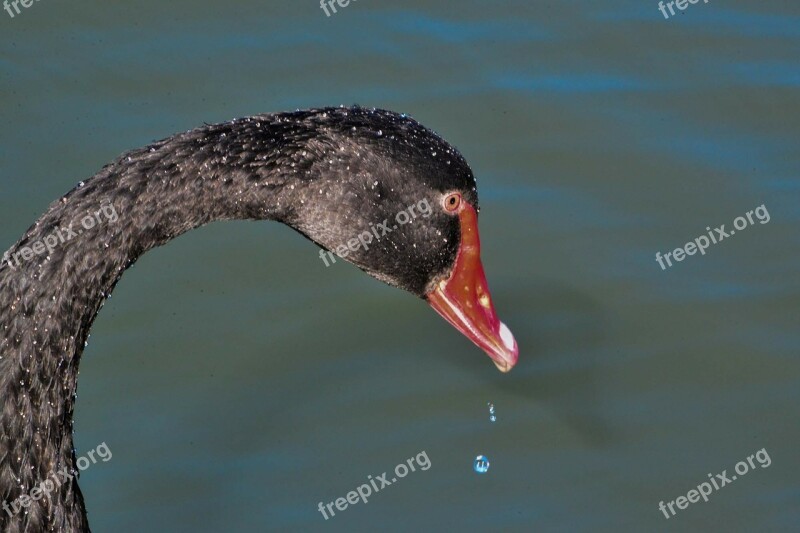 Black Swan Australian Black Swan Water Bird Fowl Australia