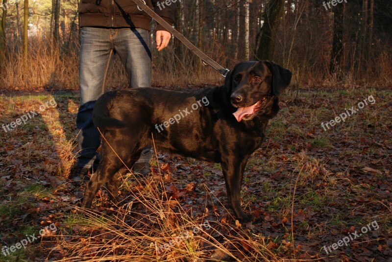 Dog Labrador Black Forest Animal