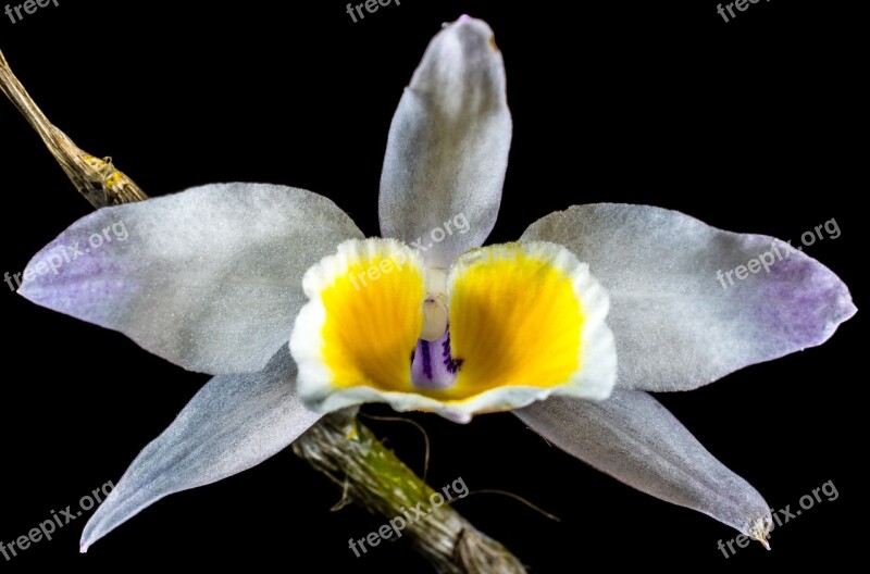 Orchid Wild Orchid Blossom Bloom Flower