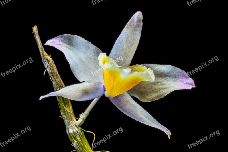 Orchid Wild Orchid Blossom Bloom Flower