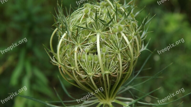 Queen Anne's Lace Flower Daucus Carota Wild Carrot Bird's Nest