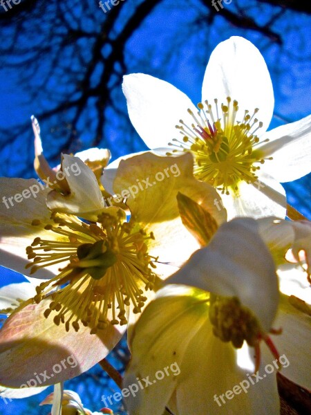 Easter Flowers White Pistils Free Photos