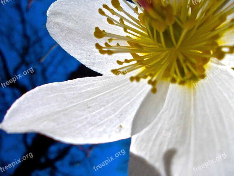 Easter Flower White Pistils Free Photos