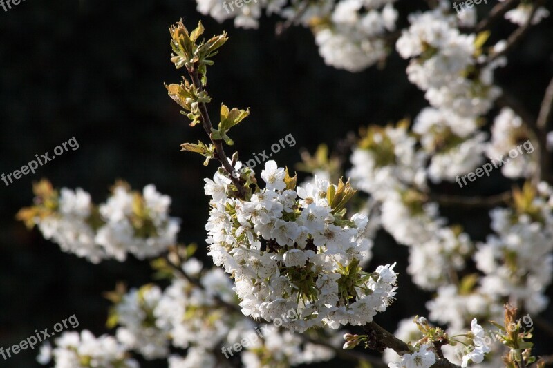 Cherry Blossom Bird Cherry Prunus Avium Flowering Plant Genus Prunus