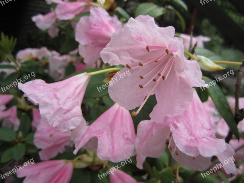 Rhododendron Plant Blossom Bloom Pink