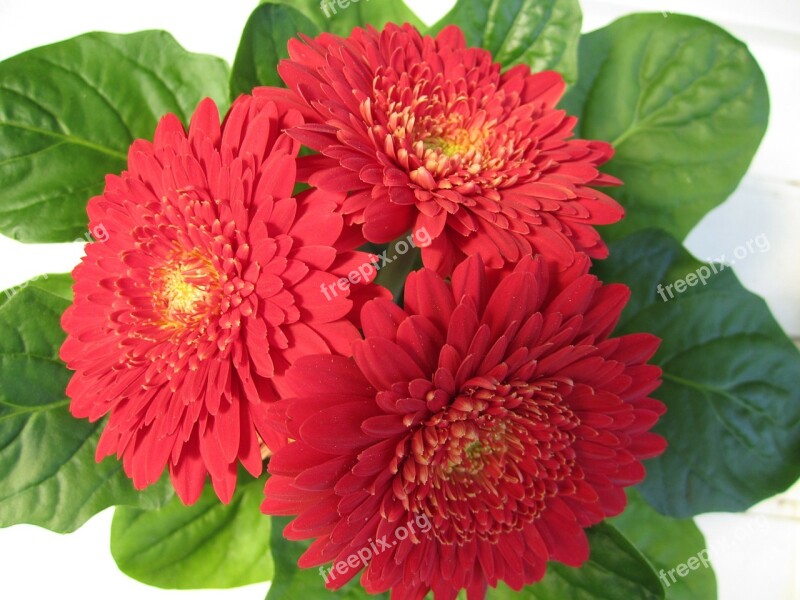 Gerbera Flower Blossom Bloom Red