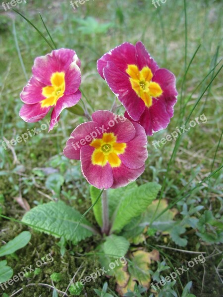 Primrose Flower Cowslip Blossom Bloom