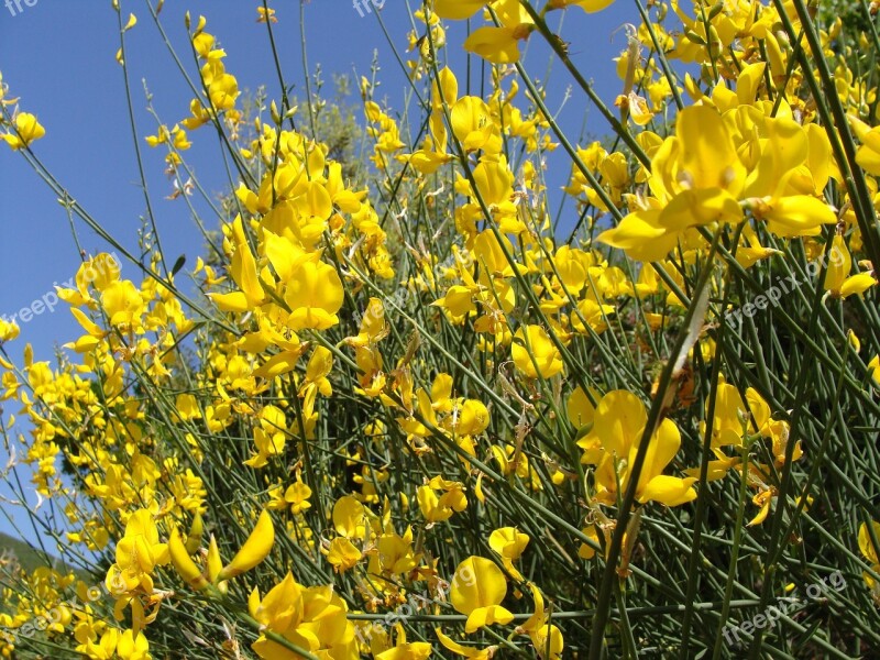 Genista Plant Nature Flora Free Photos