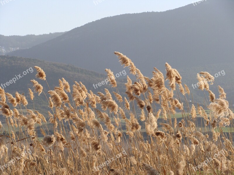 Nature Breeze Field Free Photos