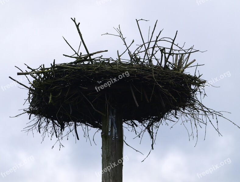 Storchennest Bird Nest Pile Free Photos