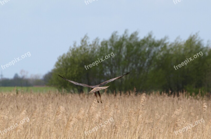 Raptor Bird Of Prey Wing Bird Free Photos