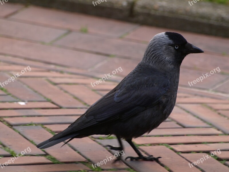 Jackdaw Bird Black Corvidae Free Photos