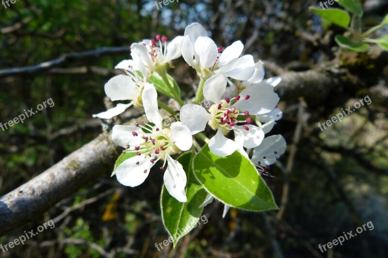 Flowers Nature Macro Spring Flowering