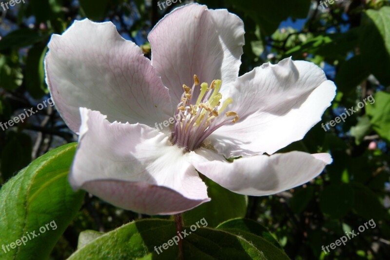 Flowers Nature Fruit Tree Quince Spring