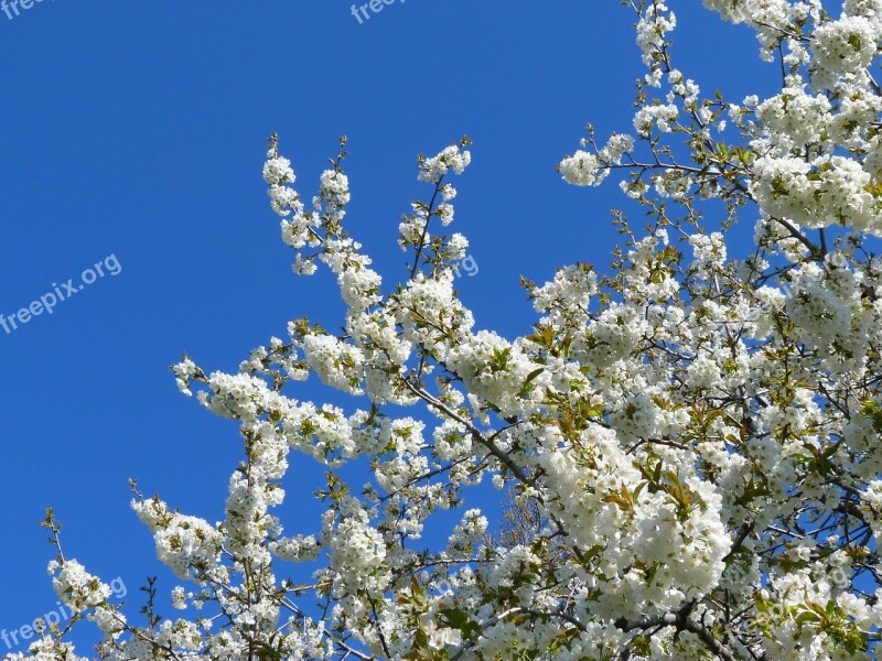 Flowers Tree Fruit Tree White Spring