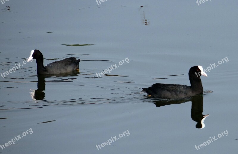 Eurasian Coot Fulica Atra Coot Bird Rallidae