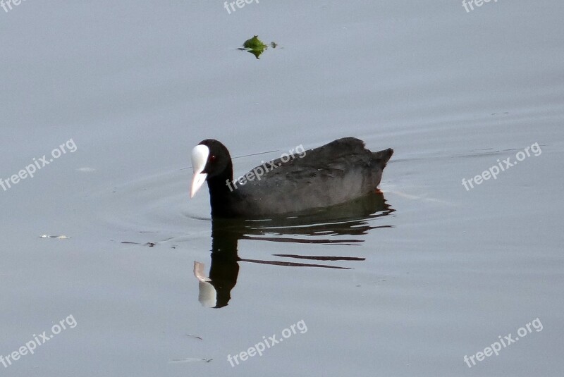 Eurasian Coot Fulica Atra Coot Bird Rallidae