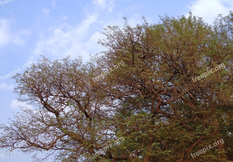 Tamarind Tree Tamarindus Indica Tree Fruit Sour